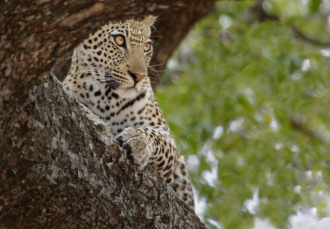 Tusk Bush Lodge Marloth Park Exterior photo