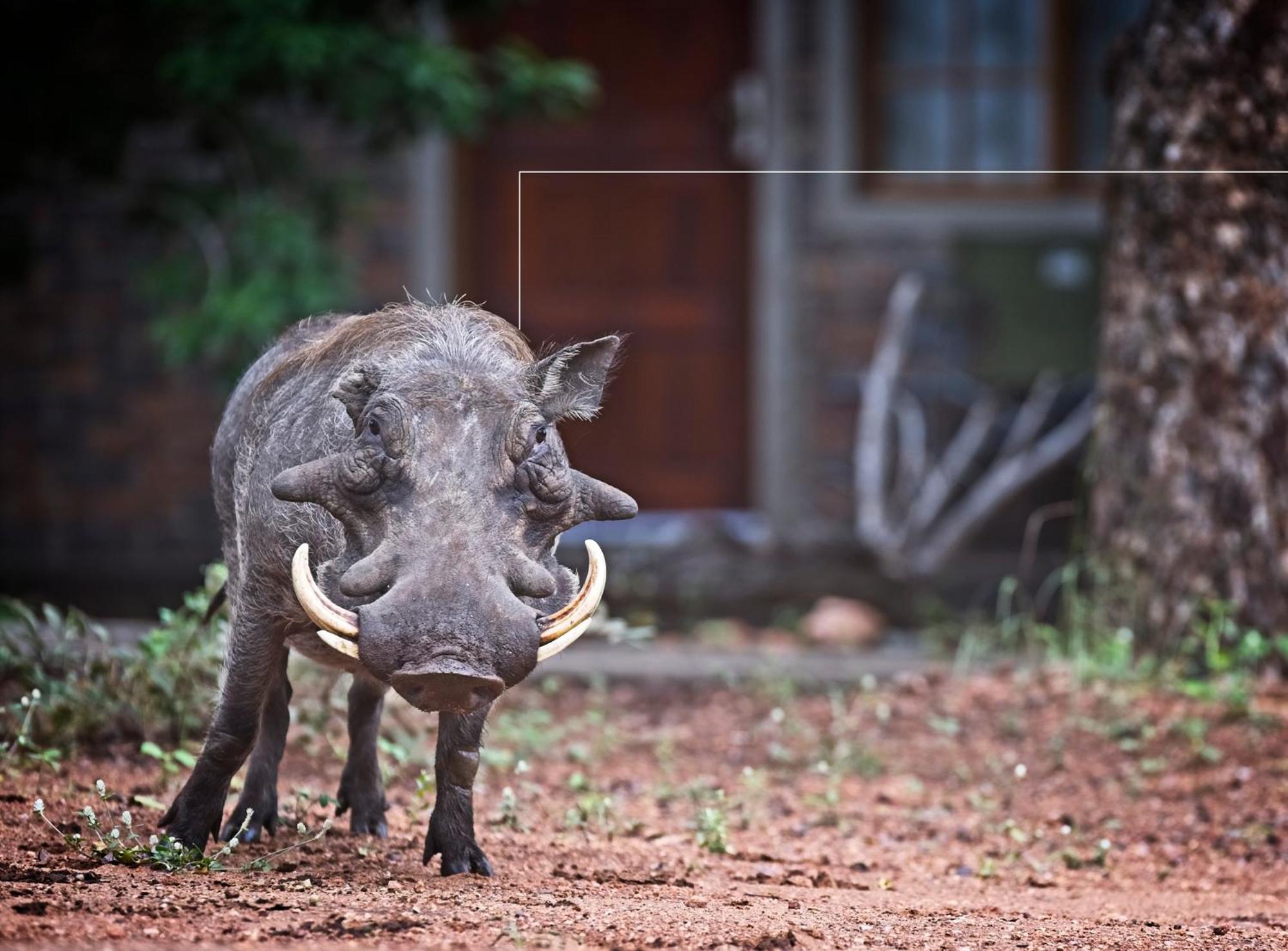 Tusk Bush Lodge Marloth Park Exterior photo